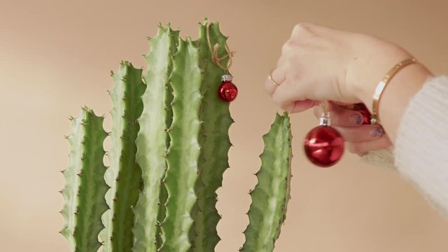 woman decorate catcus like a christmas tree wearing knitted sweater and puts red balls on cactus