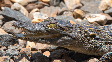A young Nile Crocodile basks in the sun.