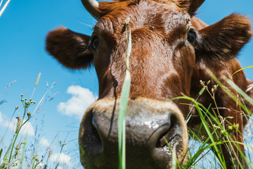 Red cow looks at the camera, close-up.