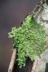 Even Scalewort moss, Radula complanata, a cannabis moss