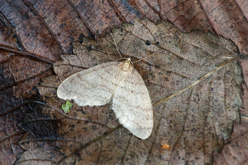 Winter moth, Operophtera brumata