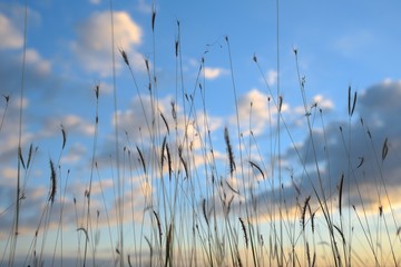 grass flowers on blue sky background