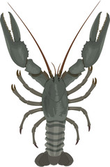 vector crayfish isolated illustration