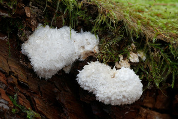 Powderpuff bracket fungus, Postia ptychogaster