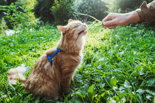 A red cat is eating grass in the park