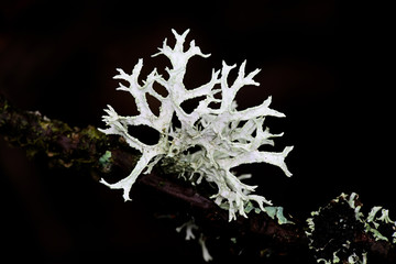 Evernia prunastri, also known as oakmoss, a beautiful lichen used widely in perfume industry as a...