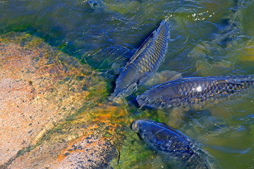 Obraz premium carp in the pond