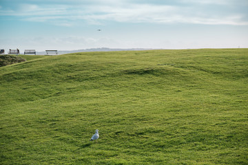 stork in the field