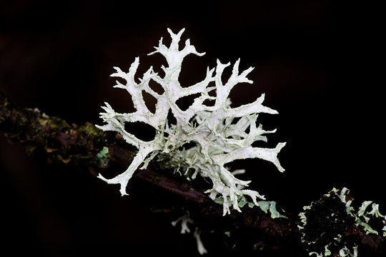 Evernia prunastri, also known as oakmoss, a beautiful lichen used widely in perfume industry as a fixative