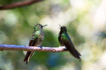 Humming birds sitting on a branch