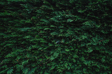 green tree background