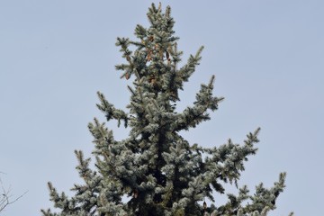Fluffy green tree with cones on top.