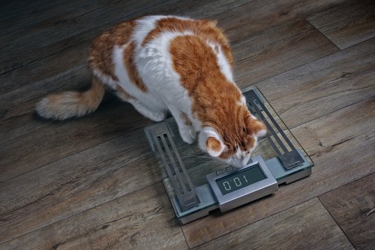 Tabby Cat With Overweight Looking Worried On A Scale. 