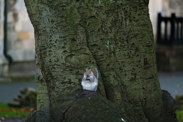 squirrel on a tree