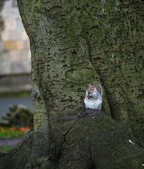 squirrel sitting on tree