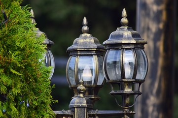 Beautiful street lights made of glass next to a pine tree.