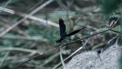 Dragonfly
