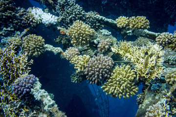 Naklejka na ściany i meble corail de mer