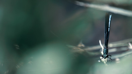 Dragonfly