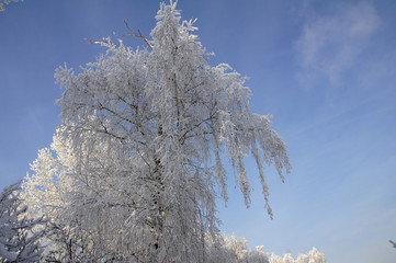 tree covered with snow