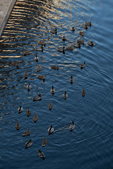 Flock and duck on water. Pochard swimming in the lake