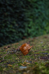 fallen autumn leaves