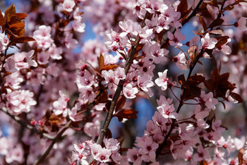 Close-up of pink blossoming branches of the paradise apple tree