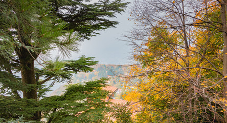 typical tree on the heights of Como in Italy