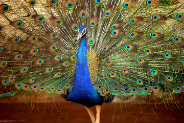 peacock with open feather