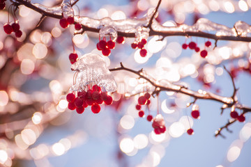 Red berries in the ice and sparkling festive bokeh. The mood of the winter holidays. 
