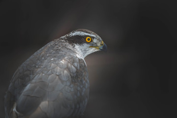 sparrow hawk