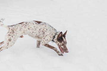Happy white-brown dog in collar on snowy field in winter forest