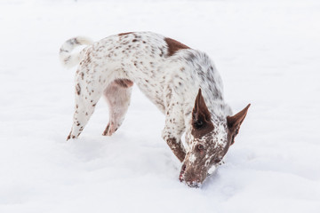 Happy white-brown dog in collar on snowy field in winter forest