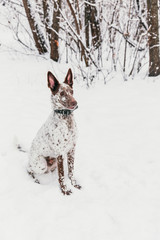 Happy white-brown dog in collar on snowy field in winter forest