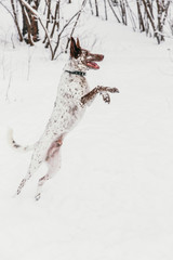 Happy white-brown dog in collar on snowy field in winter forest