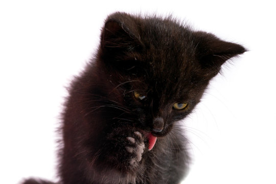 Black kitten on a white background. 