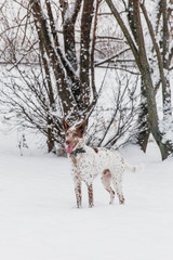 Happy white-brown dog in collar on snowy field in winter forest