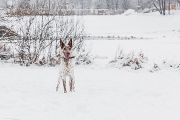 Fototapeta na wymiar Happy white-brown dog in collar on snowy field in winter forest