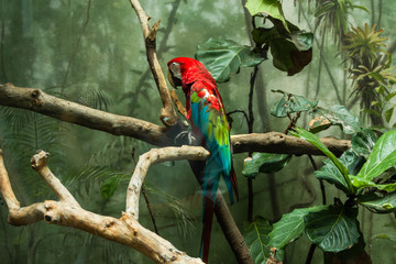 Beautiful Parrot in Central Park Zoo