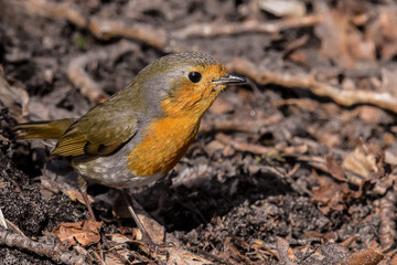 Close up photo of a red chested robin bird