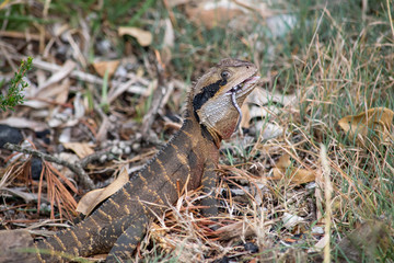 Lizard eating at Wattamolla, Royal National Park