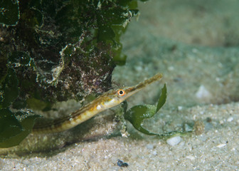 Close up of a Longsnout Pipefish (Syngnathus temminckii) side view of its face.