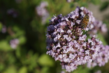 bee on a purple oregano flower