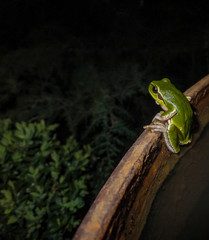 A beautiful European green tree frog Hyla arborea sits on the edge of a rusty iron barrel and attentively peers into the night, as if waiting for someone. Selective focus. There is a place for text.