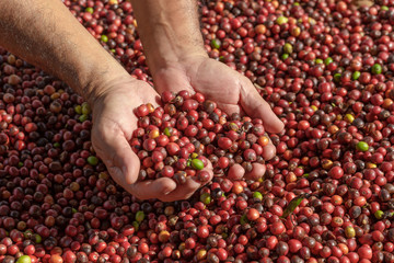 Fresh Arabica Red Coffee beans berries in hand. and Drying Process