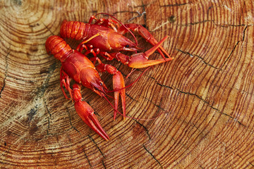 Crawfish cooked and served on wooden background