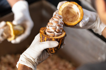 man holding a ripe cocoa fruit with beans inside.