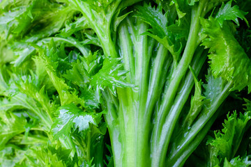 Obraz premium わさび菜の茎