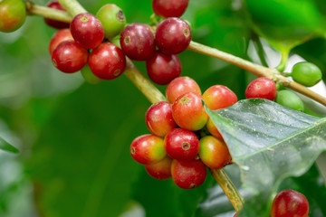 Fresh Arabica Coffee beans ripening on tree in North of thailand