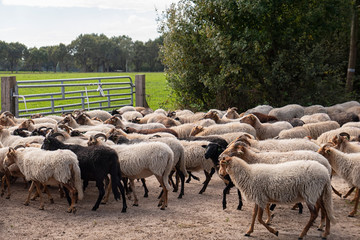 Obraz na płótnie Canvas Heathland Sheep from Drenthe